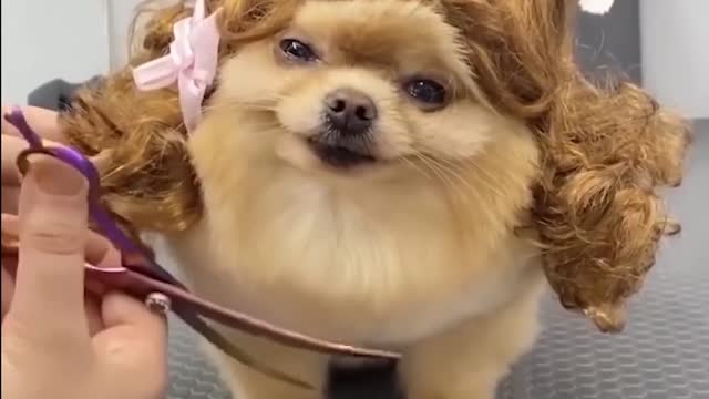 Pets are greedy and beautiful