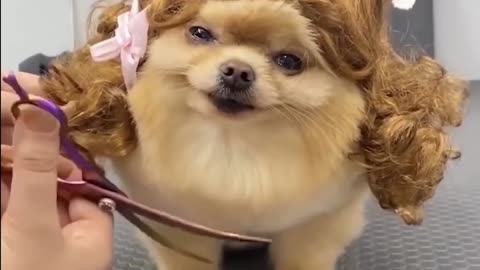 Pets are greedy and beautiful
