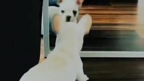 Puppy reaction in the front of mirror.