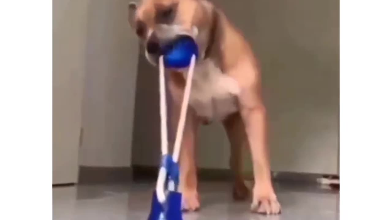 How to keep your dog busy for hours😲🤔🤨