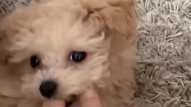 Baby Dogs - Cute and Funny Dog Videos Compilation #61 Funniest & Cutest Golden Retriever Puppies