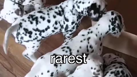 World's Rarest Puppy 🐶 Dalmatian ❤️ 🔥 ❤️