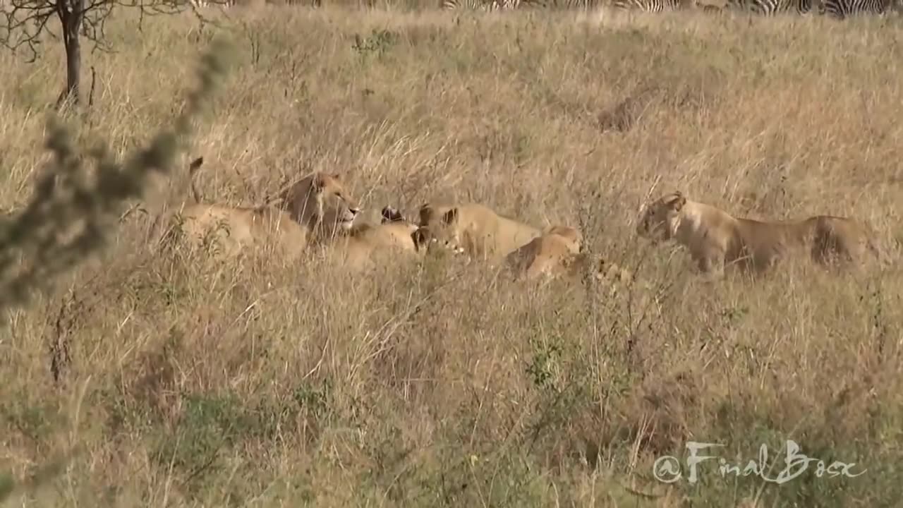 Lion vs Elephant, Lion vs Crocodile