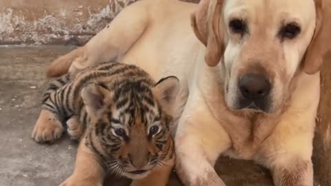Cute and cute funny behavior