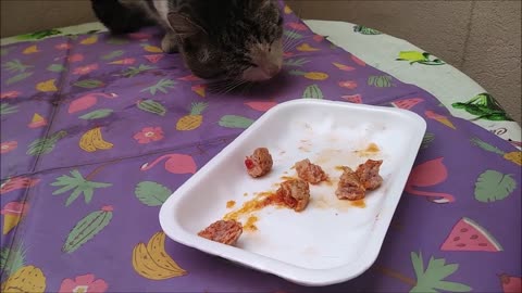 Today cooked but slightly hot chicken for an alley cat trying to get food to cool down. Very cute