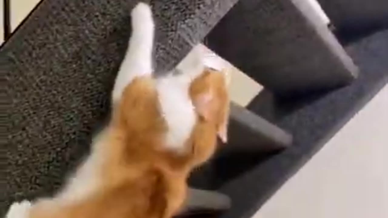 Cat Got Skills #shorts #viral #shortsvideo #video