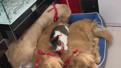 Cat Cuddles With Three Golden Retrievers