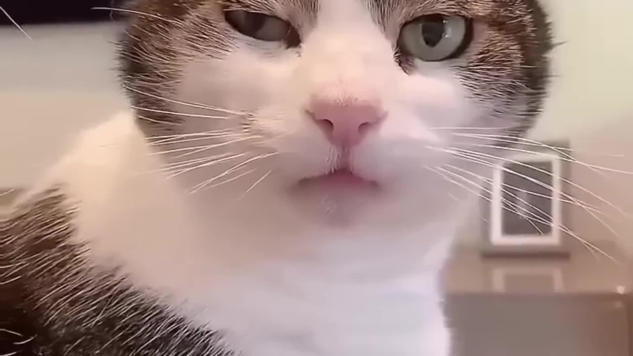 Funny beautiful Cats Videos