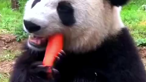 panda