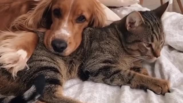 dog and cat sleep together