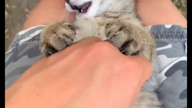 Funny cat video