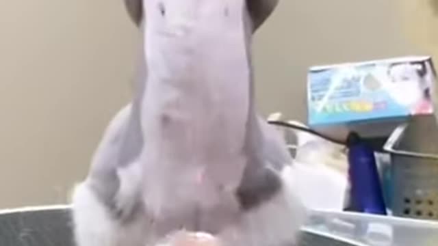 Funniest animals memes you have ever seen