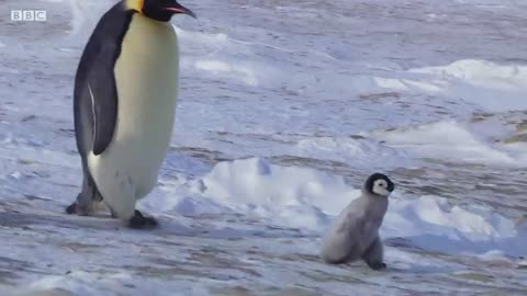 Baby Penguin Tries To Make Friends _ Snow Chick_ A Penguin's Tale _ BBC Earth