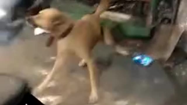 Dog fanny video