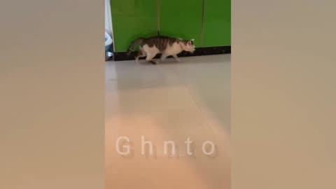 Funniest Animals video 2023,part 08