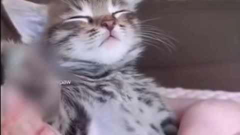 Kitten Struggles to Stay Awake While Sitting in Owner's Arms