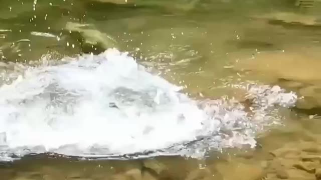 Small river catching fish