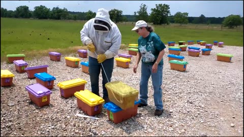 Golden Cordovns from Texs Bee Supply