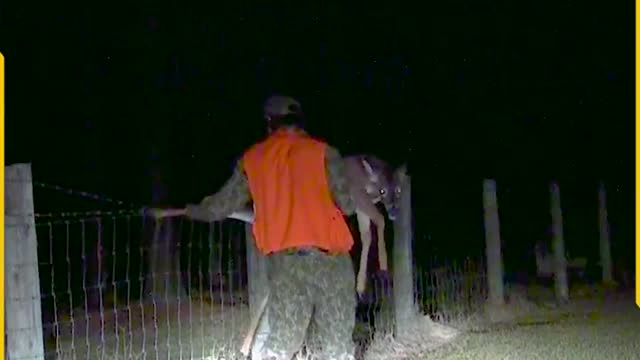 Hunter Rescues a Button Buck Stuck in Fence