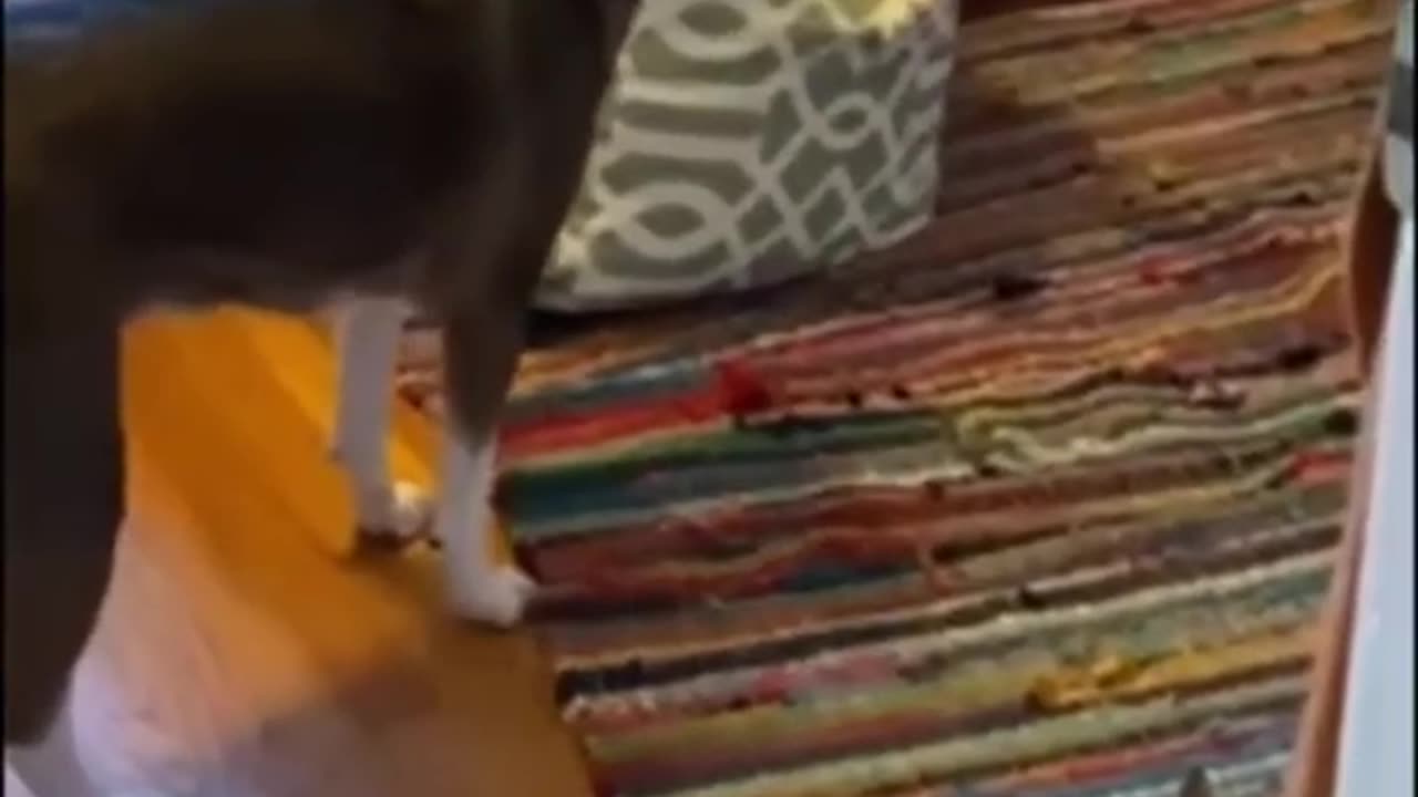 Funny Animals