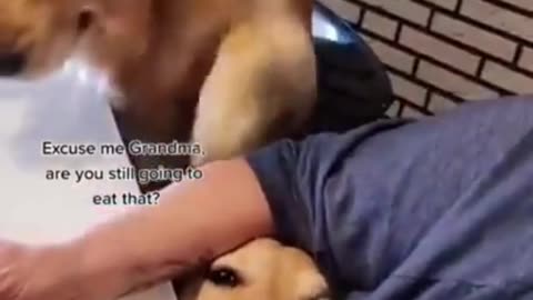 Top Funny Cute Dog Videos and TIKTOK Compilation #short