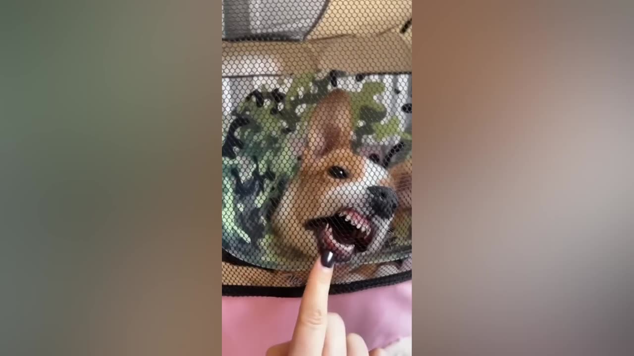 Best Funny Animal Videos Of The 2022 🤣 - Funniest Cats And Dogs Videos
