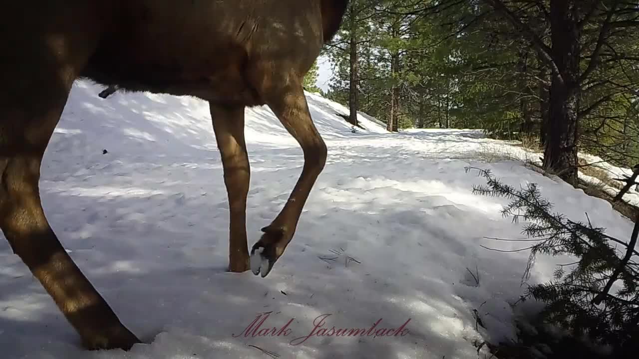 Montana Winter Wildlife