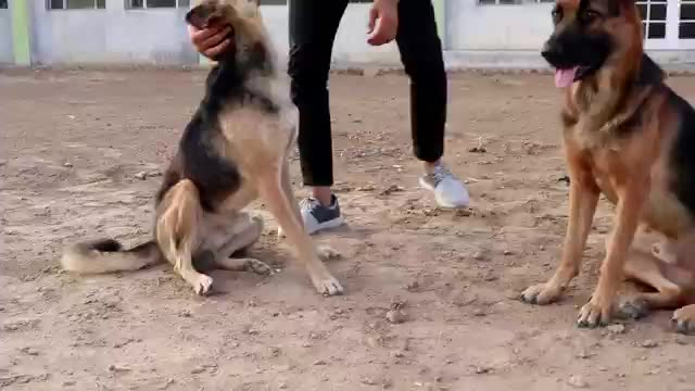 German Shepherd| Purebreed vs Mixed breed