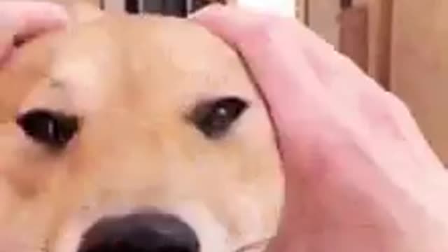funny dogs