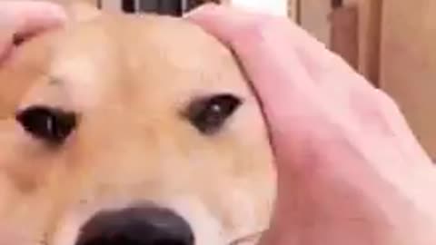 funny dogs