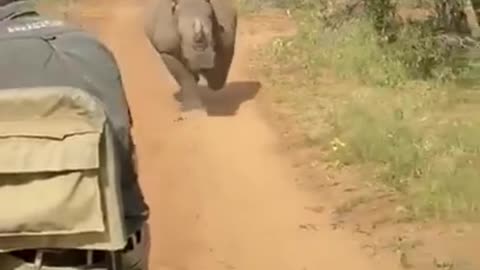 Rhino chases tourist