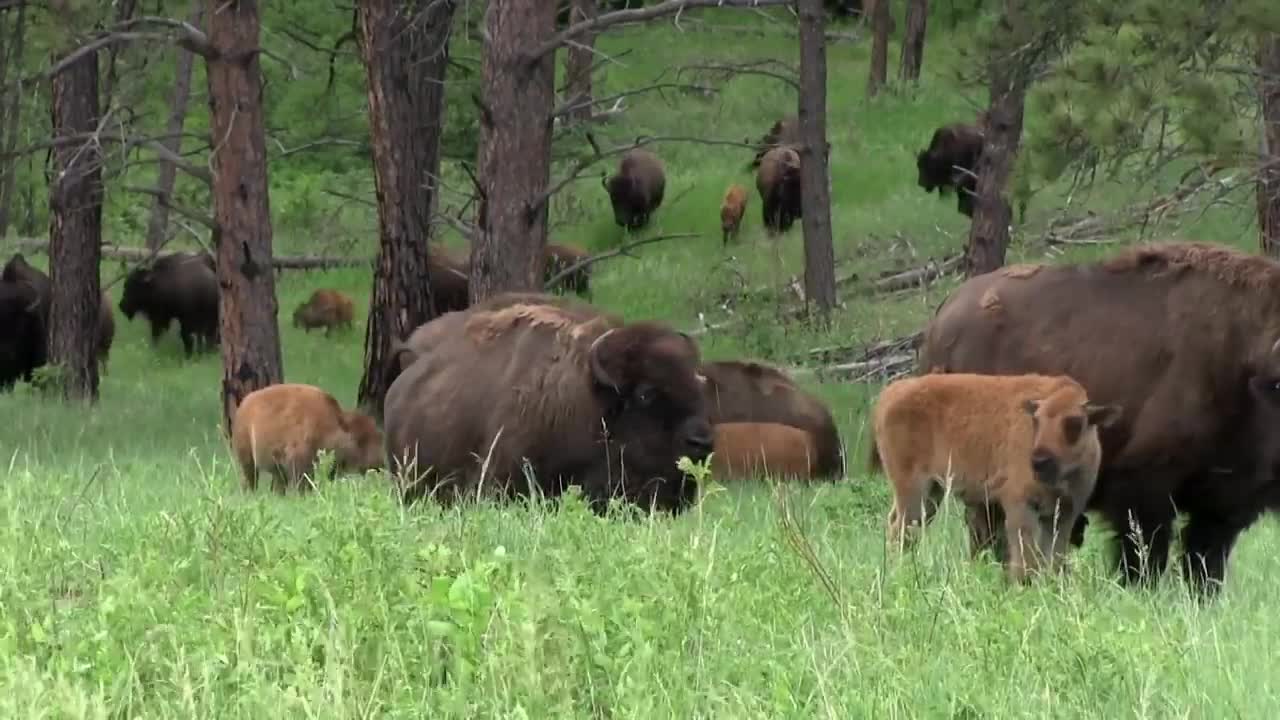 Lazy Cattle