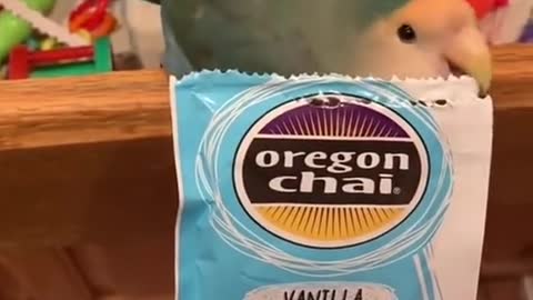 Look how funny this kite video is