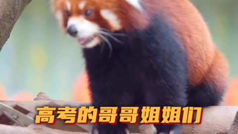 Red Panda