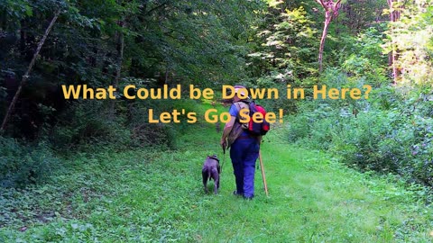 A Walk in Cambridge's Community Forest