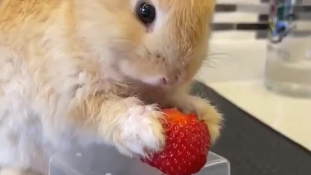 Cute Bunny eating Strawberry