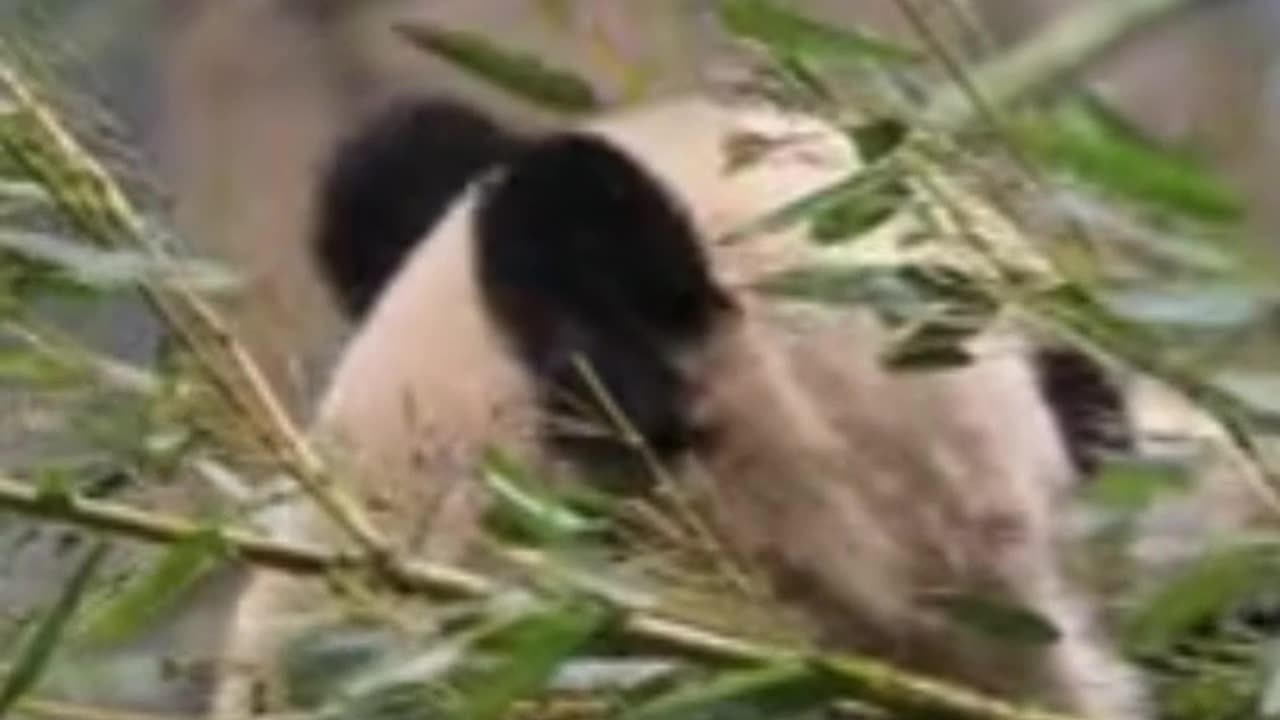 Love & Friendship for a Panda #love