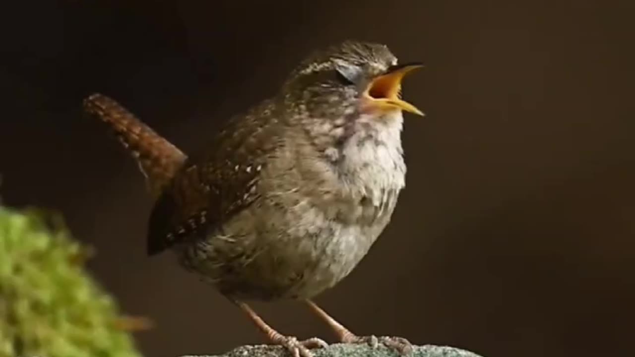 This Bird Species Is A Wren