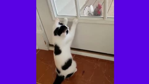 Funny animal