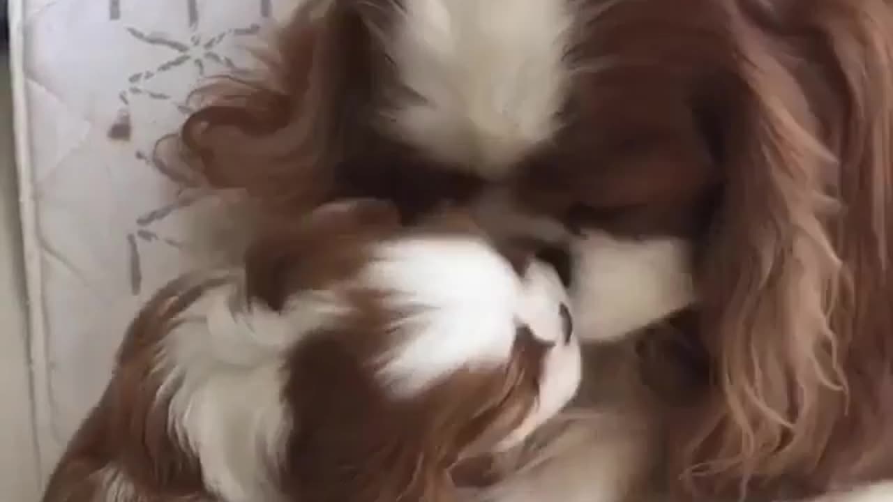 Cute and funny animals