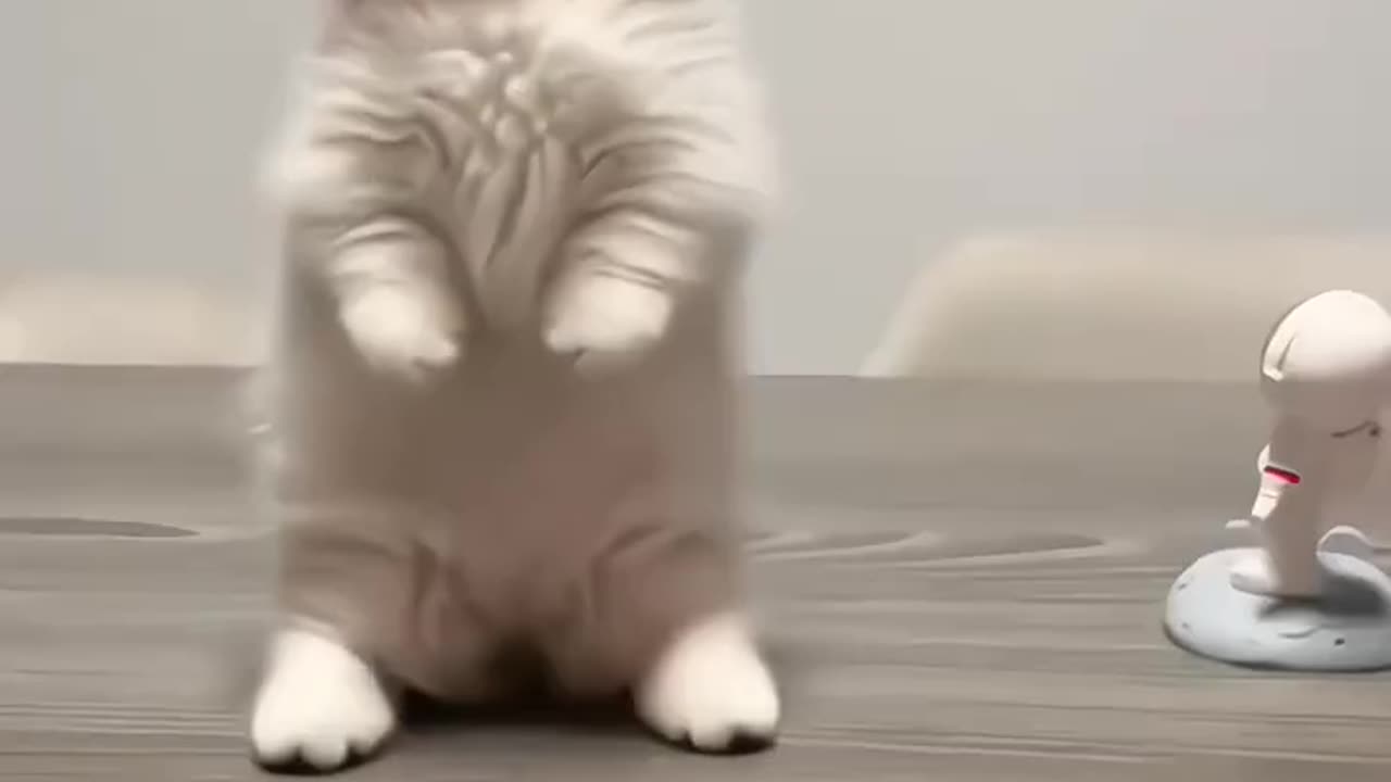 Cute kittens