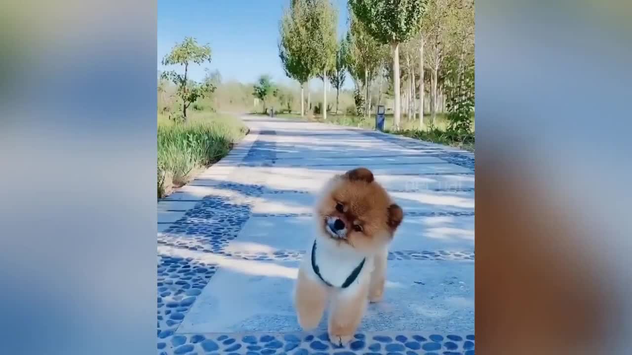 Best Of 2020 of Funny Animal Videos