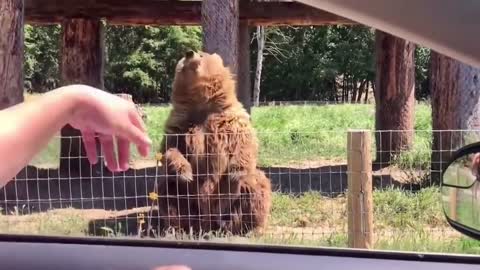 Bear#foryou #Aminal #funny #bear #zoo