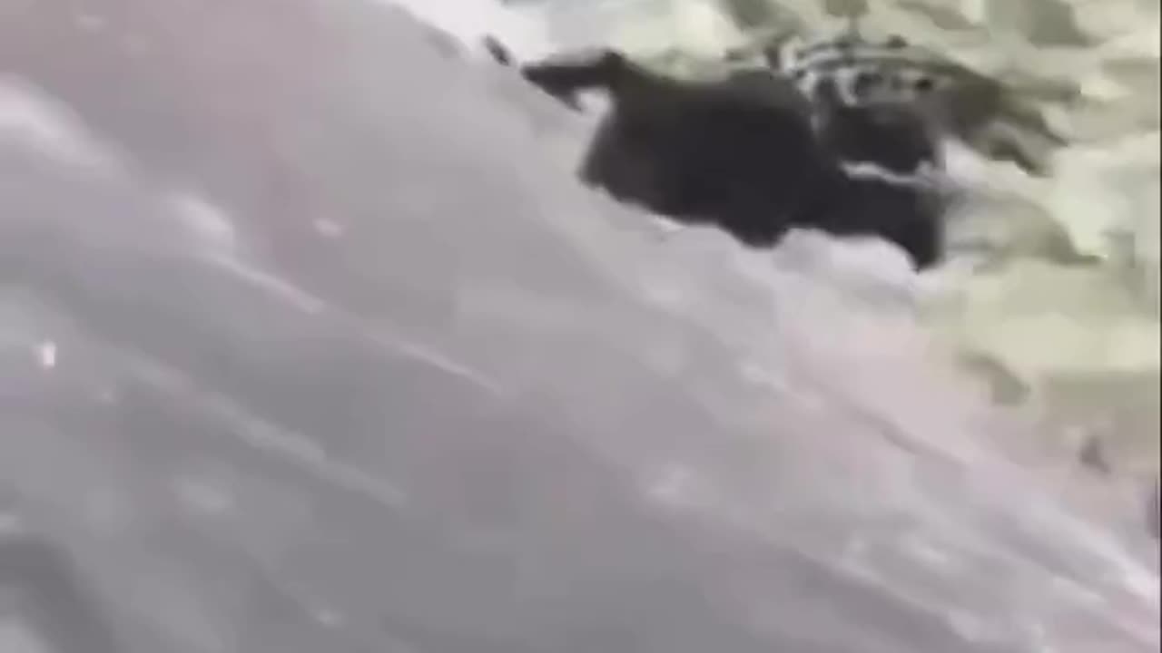 Dog Hunted By Gator