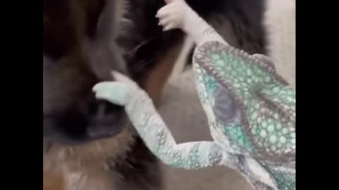 This chameleon keeps trying to climb on top of the dog