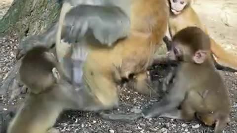 Cute Monkey China & Funny Love monkey| Animals Love