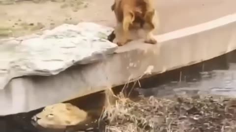 New Two Lion animal Funny Video