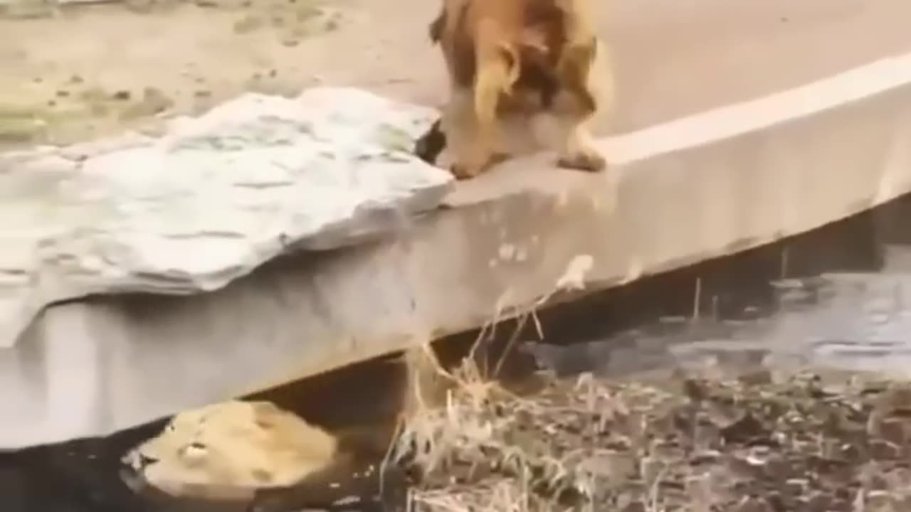 New Two Lion animal Funny Video