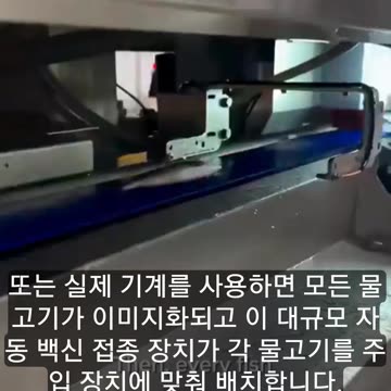 Farmed salmon are sedated and vaccinated before being put into pens filled with pesticides