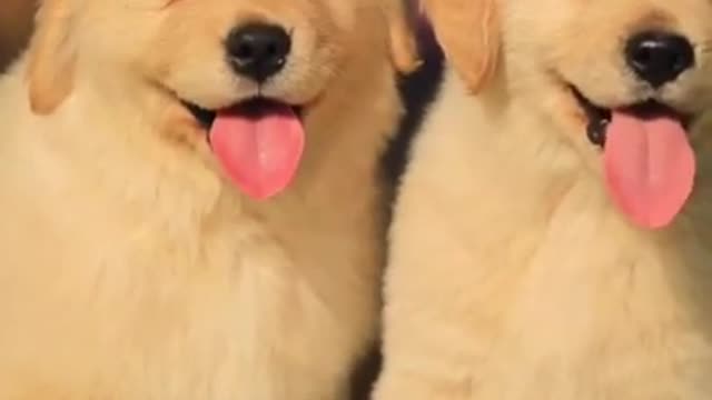 Cutest Baby Cats & Dogs | Cute and Funny Baby Animals Videos Compilation #16 | The Daily Aww